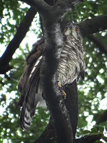 鳳頭蒼鷹/無限台南