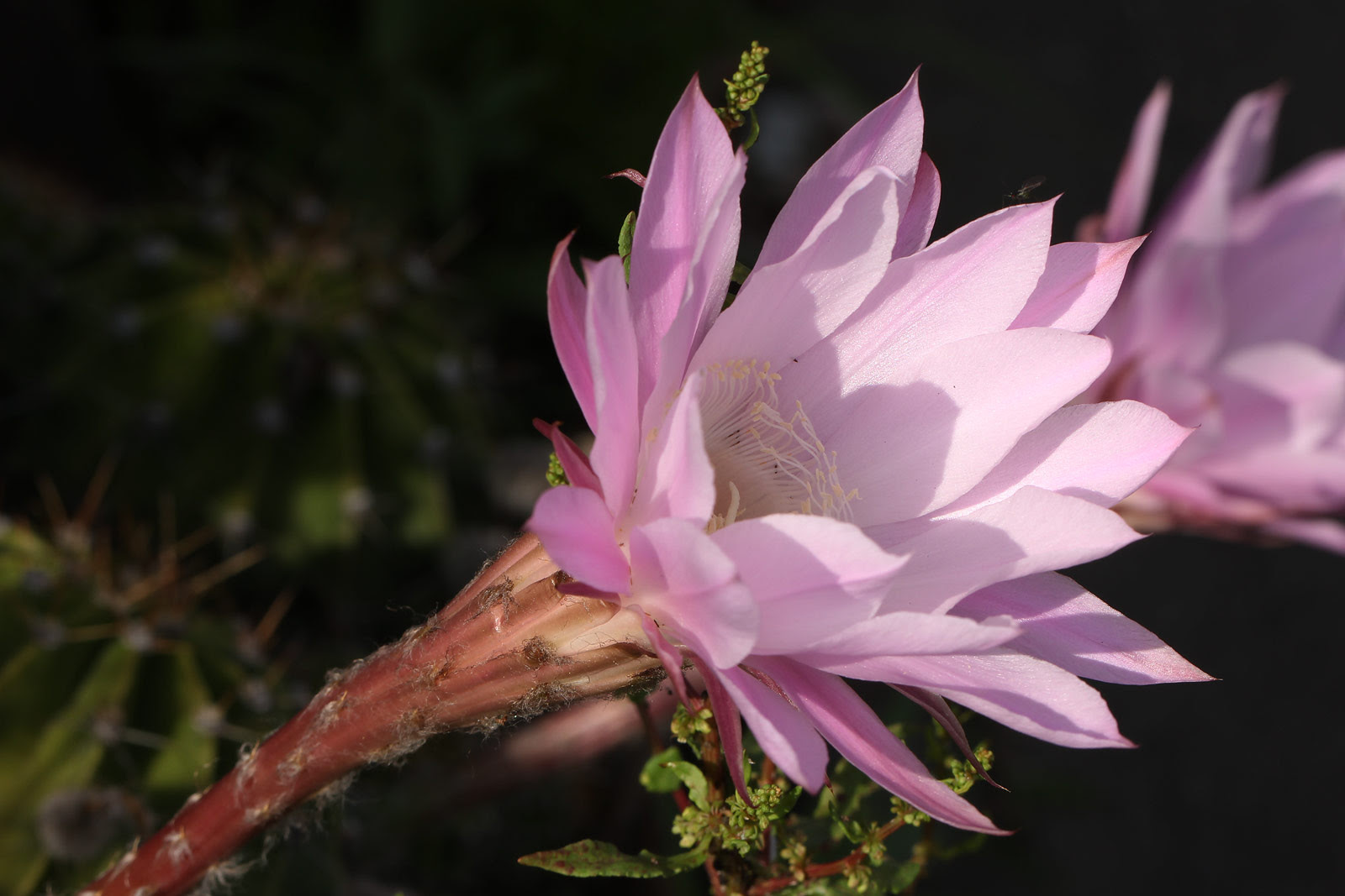 すべての花の画像 元のサボテン ピンクの花 名前