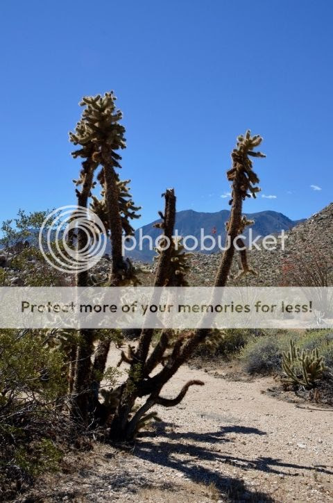 Cholla cactus, March 2016 photo DSC_0240_zpsglgvrnni.jpg
