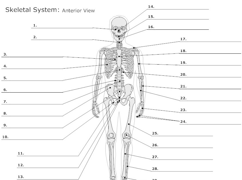 Female Body Diagram Blank