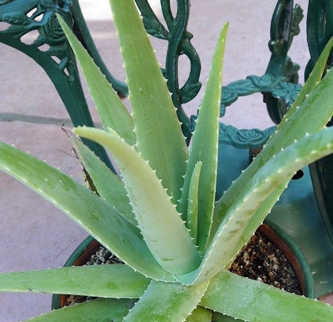 How Much Do U Water An Aloe Vera Plant Plantă Blog