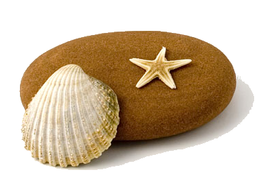 coquillages