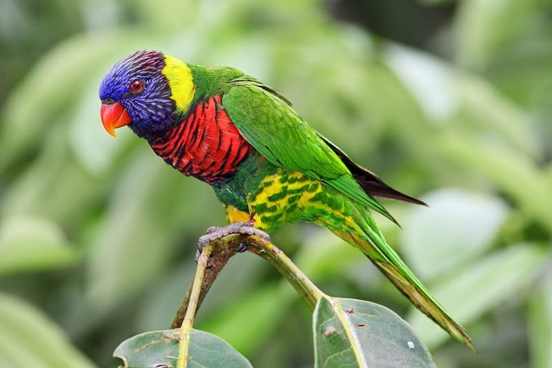 The most rare and beautiful birds in the world