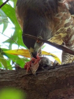 鳳頭蒼鷹/無限台南