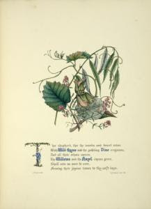 [Wild Thyme, Vine, Willows and... Digital ID: 1610152. New York Public Library [Wild Thyme, Vine, Willows and... Digital ID: 1610152. New York Public Library