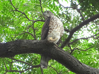 鳳頭蒼鷹/無限台南