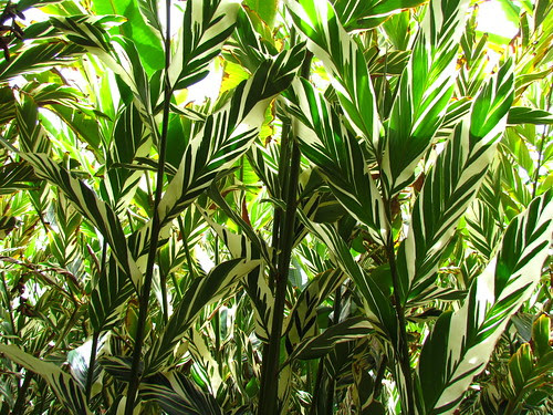 Allerton Garden