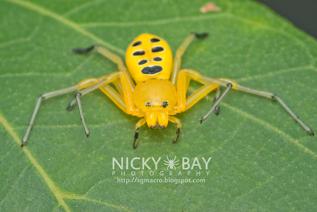 Return of the Eight-Spotted Crab Spider - Macro Photography in Singapore