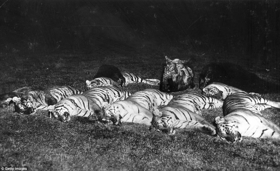 At the time of the hunt, which saw animals baited with cattle tied up at the edges of the jungle, there were more than 100,000 tigers roaming in India – today only 2,500 remain