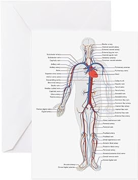 Circulatory System Diagram Blank - Diagram Media