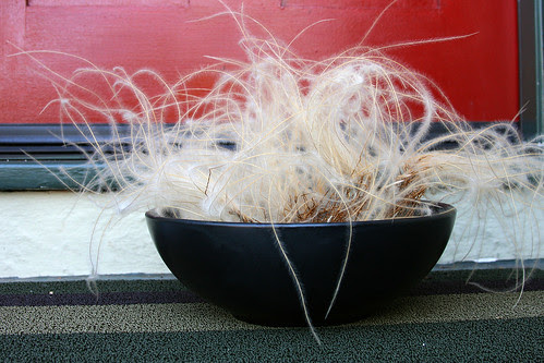 bowl of feathers