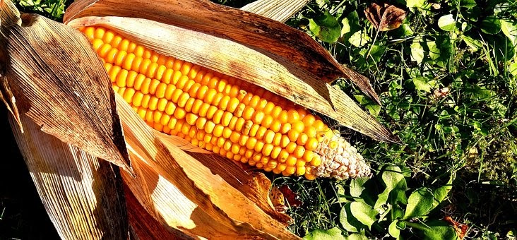 Kolase Gambar Jagung - Paimin Gambar
