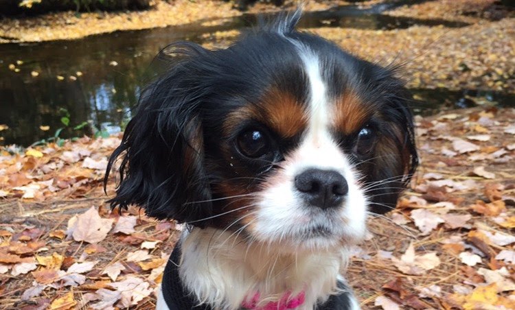 Cavalier King Charles Spaniel Rescue change comin