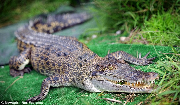 Jugular crocodil