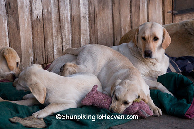 Yellow Lab Shenanigans, Penn's Store, Casey County, Kentucky (at the Boyle County Line)