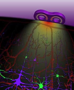 visual cortex during transcranial magnetic stimulation