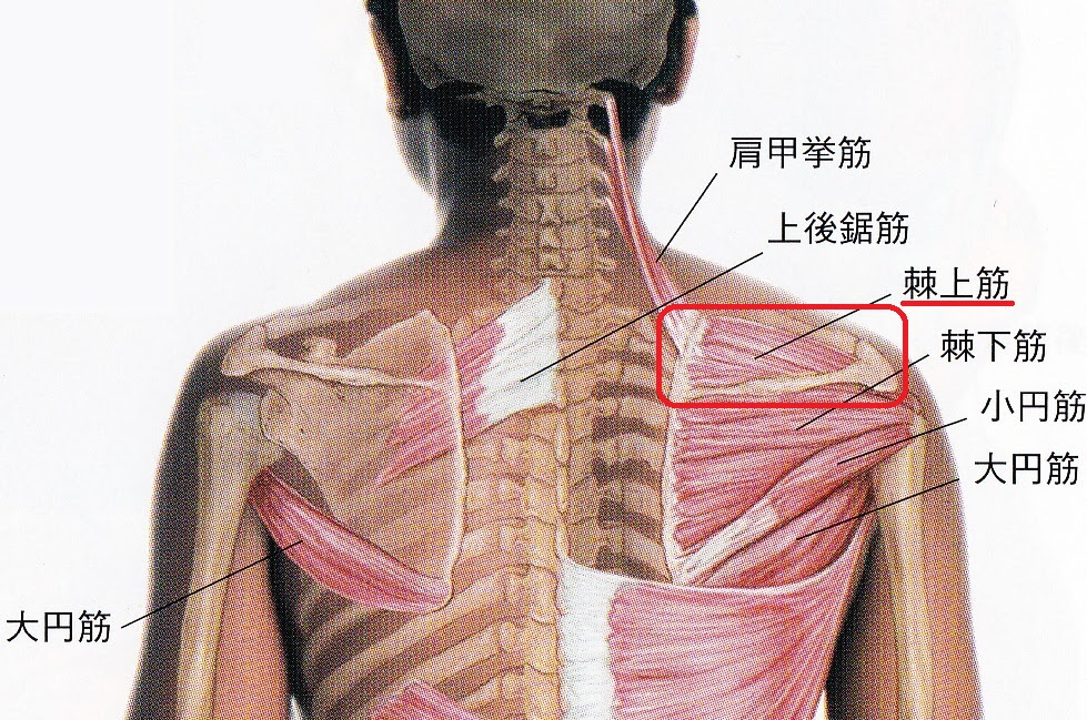 肩 甲骨 の 内側 の 痛み