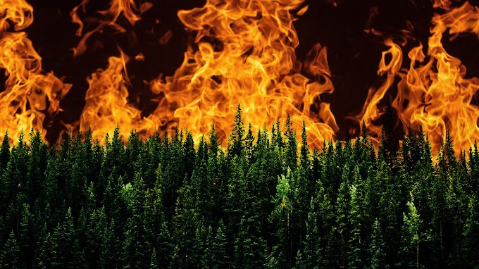 Более 40 тысяч гектаров выгорели в Кузбассе в результате пожаров