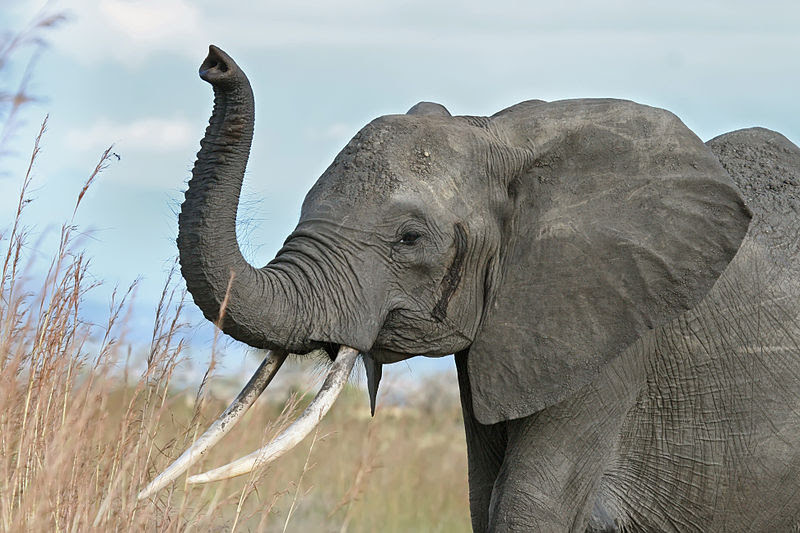 File:African elephant warning raised trunk.jpg