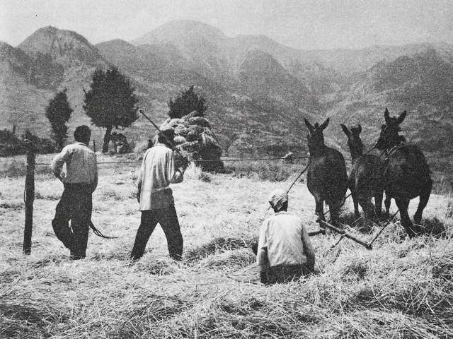 Ιούλης αλωνάρης