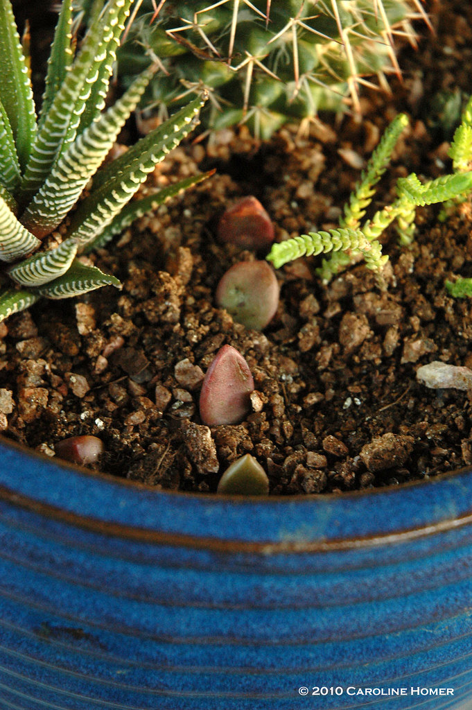 Ghost plant seedlings