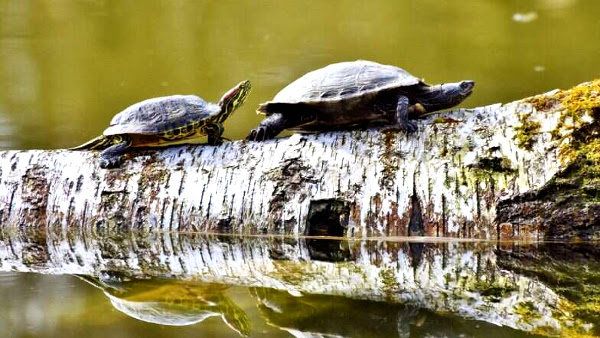 Image result for These Tiny Turtles Were Declared Extinct, but a Hindu Temple Has Brought Them Back to Life