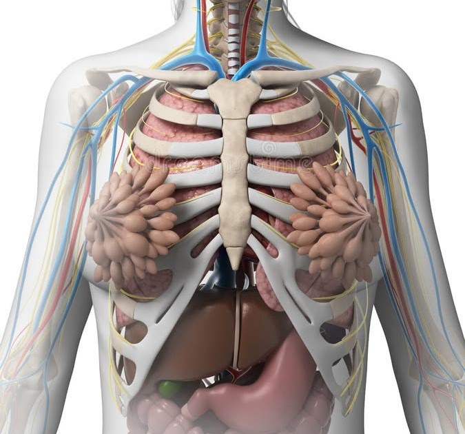 Anatomy Of Trunk Female - Anatomy Of Internal Organs Female / Human