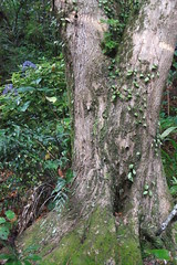 nz 052