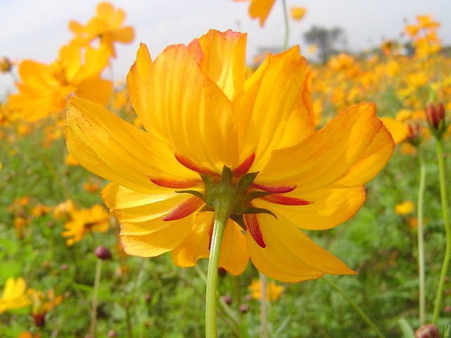 波斯菊/無限台南