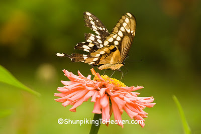 Giant Swallowtail Butterfly on Zinnia, Vernon County, Wisconsin