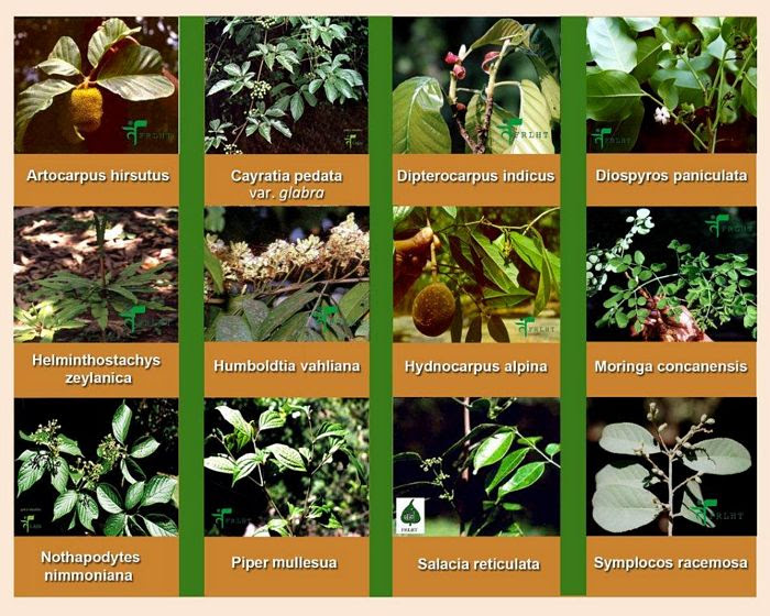 Medicinal Plants And Their Uses With Pictures And Scientific Names In