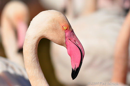 Flamingo