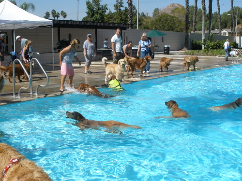 Dogtoberfest-swimming goldens