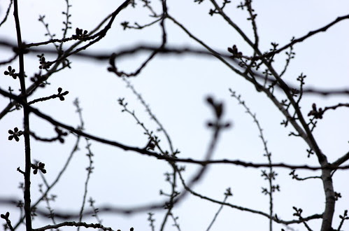 Cherry Blossoms