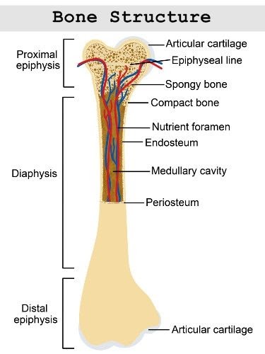 Long Bone Diagram Labled / Chapter 6 Bones and Cartilage - Biology 4