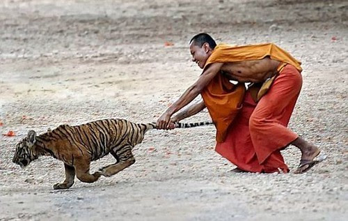 Tiger tail