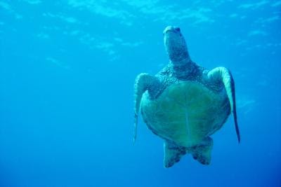 Does A Sea Turtle Breathe Air
