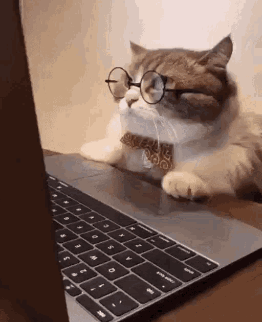 Cat Typing On Computer Meme coupdesign