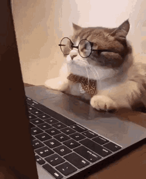 Cat Typing On Computer Meme - coupdesign