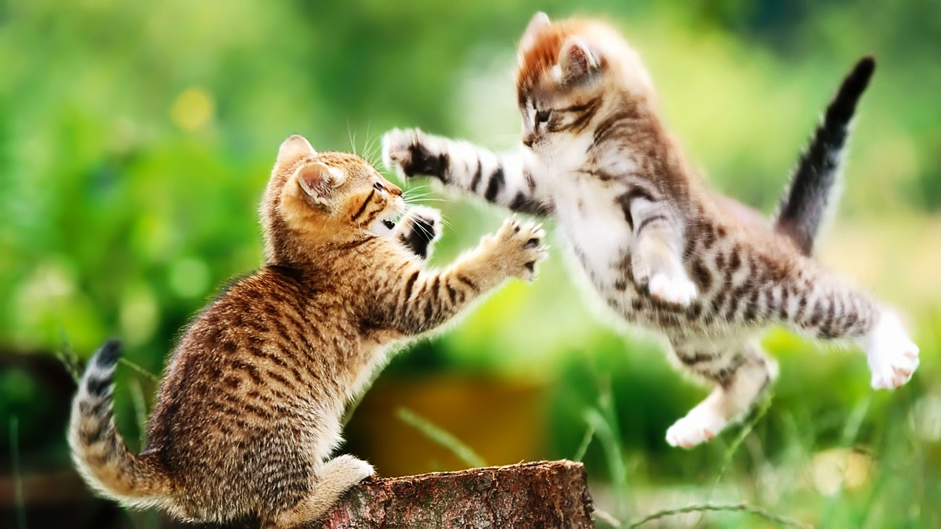 かわいい猫のデスクトップ壁紙画像まとめ【フルHD(1920x1080 - デスクトップ 壁紙 動物