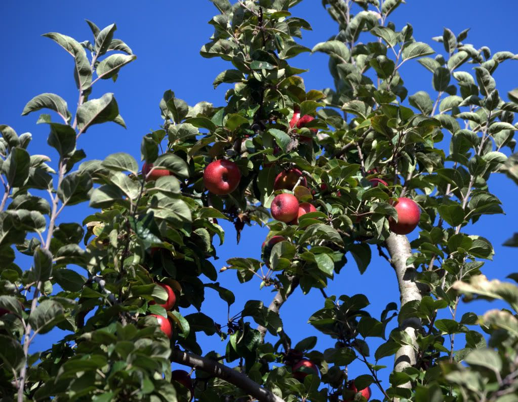 apple picking