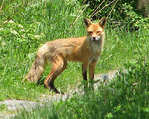 English: American Red Fox (Vulpes vulpes fulvu...