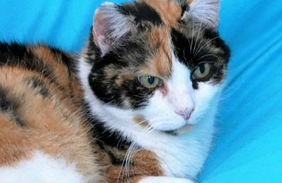 Citation Texte Pour La Perte D Un Chat Texte Prefere