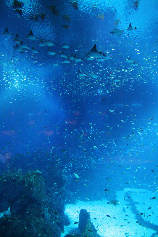 It is a beautiful marine colony