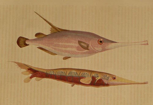 Centriscus scolopax + Centriscus scutatus