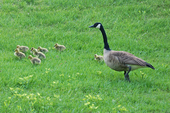 Little Reviews: Poem for Mother's Day, Baby Sheep and Geese