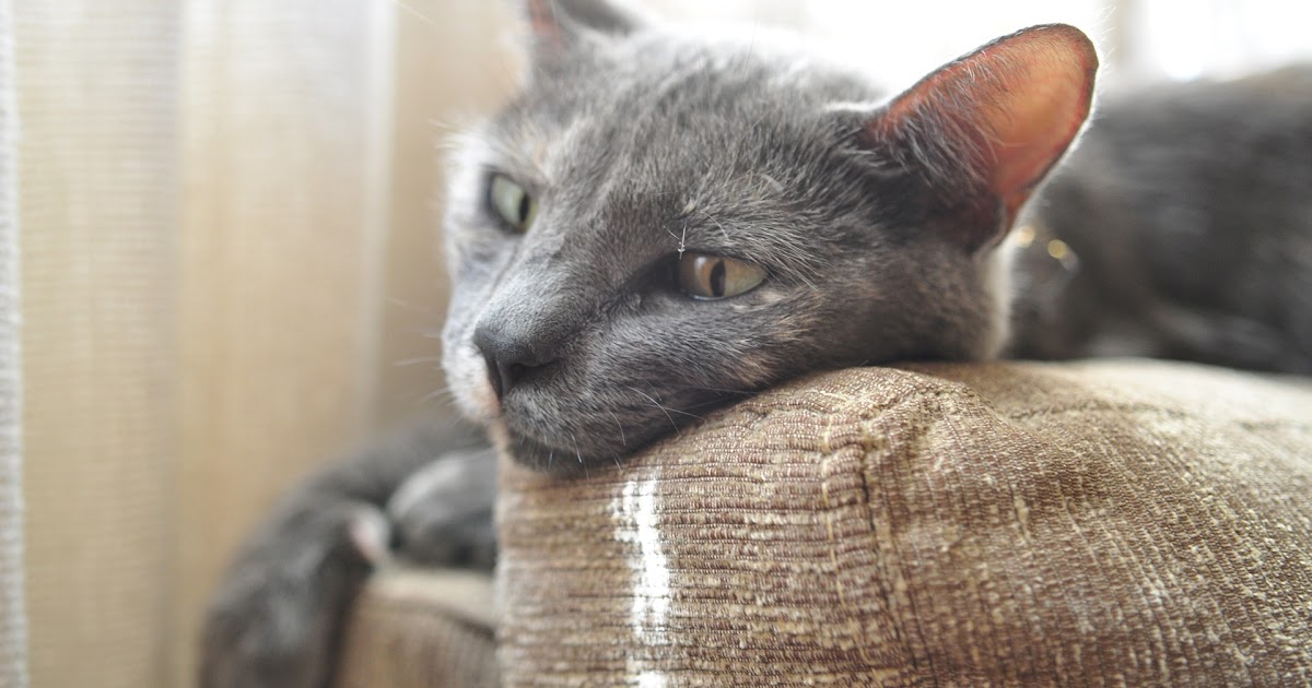 【100+】 猫 壁紙 爪 とぎ 最高のホット壁紙画像