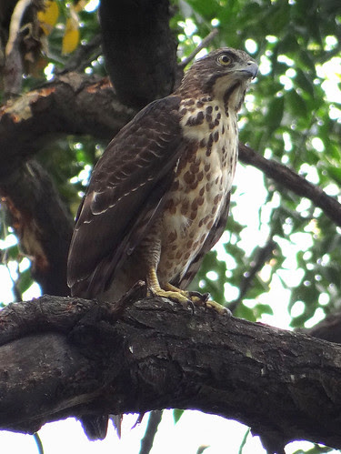 鳳頭蒼鷹/無限台南