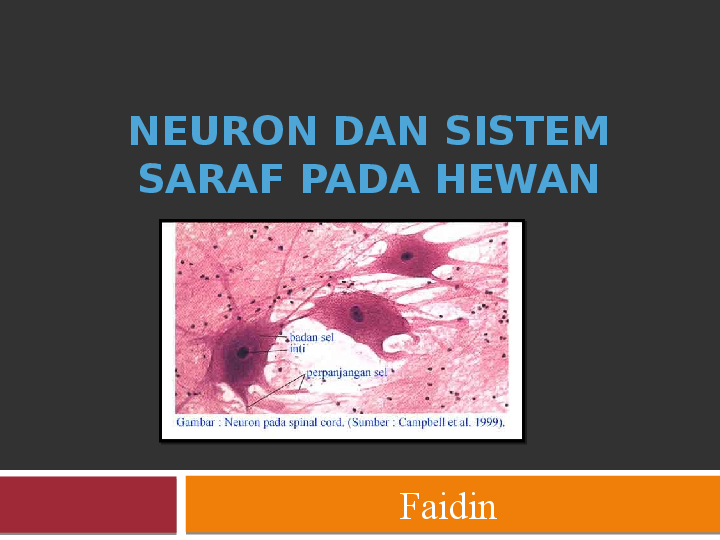  Sistem  Saraf  Pada Hewan Perbedaan sistem  saraf  kls 
