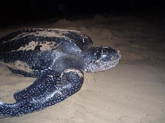 turtle4